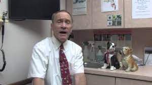 How To Treat Seizures In Dogs Naturally Youtube