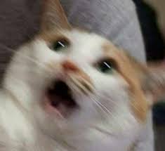 Pin By Chungus On Balls To You Cat Memes Funny Cats Cats