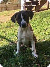 She is playful and loves to play fetch. Hagerstown Md American Staffordshire Terrier Cattle Dog Mix Meet Hyacinth A Puppy For Adoption Cattle Dogs Mix Australian Cattle Dog Mix Stafford Terrier