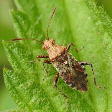 Image result for Secamone punctulata