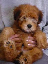 Soft Coated Wheaten Terriers Puppies For Sale Sweetie Wheaties Teddy Bear Puppies Wheaten Terrier Puppy Puppies And Kitties