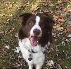 Adopt Mary On Petfinder Dog Adoption Border Collie Collie