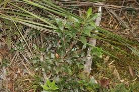 Image result for Phyllocladus