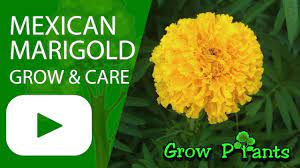 Mexican Marigold Flowers Growing And Care Also Edible Plant Information Climate Hardiness Zone Uses Growth Marigold Flower Plant Information Marigold