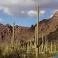 Toddler/Preschool Cactus Hotel Storytime with... event in Oro Valley, AZ