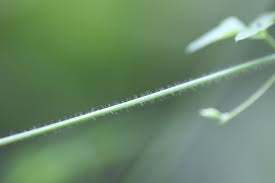 Image result for Dolichos trilobus