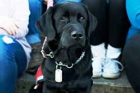 Learn more about labrador retriever puppies for sale. Activities Therapy Pets Help Ease Finals Week Stress University Of Dayton Ohio