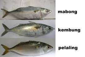 Ikan kerapu juga termasuk jenis ikan yang bisa hidup di ekosistem air payau. Panduan Mengenali Ikan Yang Selalu Dijual Di Pasar Bahagian 1 Iluminasi