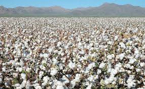 Image result for ZAO LA PAMBA