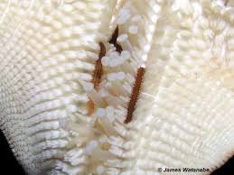 Image result for Polychaeta spp.