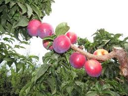 Good soil produces good plants and keeps their carbohydrate, protein, chemical (including pest. Freshplaza Global Fresh Produce And Banana News