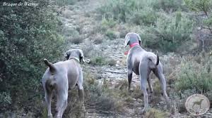 Chasse en battues en alsace : Chasse Faisan Braque De Weimar Elevage Maisons Des Oliviers Youtube