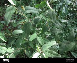 Image result for Melhania acuminata