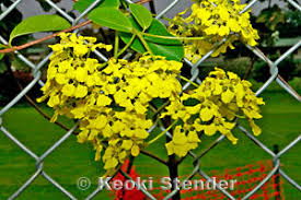 Image result for Stigmaphyllon