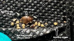 Image result for bed bugs eggs