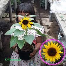 Bunga ini berwarna kuning terang karena keindahannya bunga matahari sering dijadikan tanaman hias di dalam pot. Jual Tanaman Bunga Matahari Mini Hp 085608566034