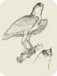 Jaw Cooper Animals Buscar Con Google Animal Sketches Animal Drawings Bird Drawings