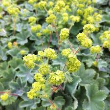 Image result for Alchemilla ellenbeckii