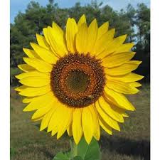 Ingin menanam bunga matahari yang besar? The Most Beautiful Sunflower Type Steemit