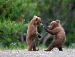 Image result for �llatkert