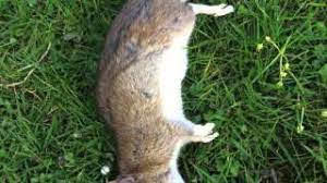 44+ toll vorrat baum für garten / kleinkronige bau. Ratten Im Garten Bekampfung Youtube