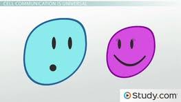 Learn vocabulary, terms, and more with flashcards, games, and other study tools. What Are Macronutrients Definition Functions Examples Video Lesson Transcript Study Com