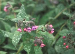 Image result for Pleiotaxis pulcherrima