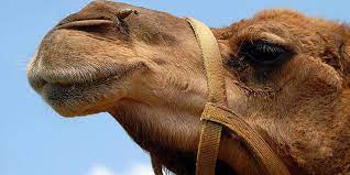 تفسير الجمل في المنام 16 تفسير خاص من كتب التفسيرات حول هذه الرؤيا