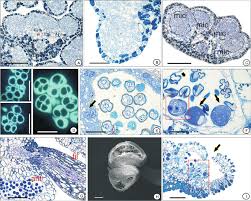 Image result for Andropterum