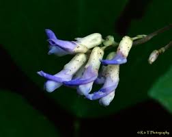 Image result for Amphicarpaea