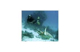 Camel Dive Resort I 7 Nights 5 Days Diving I Sharm El Sheikh I Egypt