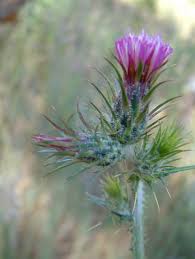 Image result for Carduus leptacanthus