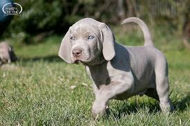 Image result for výmarský krátkosrstý ohař