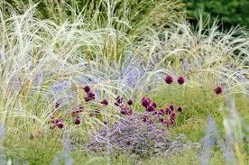 Genus name honors russian general v. Perovskia Atriplicifolia Russian Sage