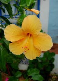 Scene In October From The Greek Island Of Crete Beautiful Rose Flowers Hibiscus Hibiscus Flowers
