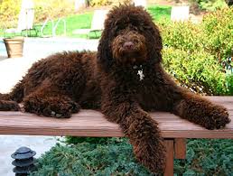 Our breeding program includes labradoodles from tegan park and rutland manor, the originators of this clever breed. Labradoodle Colors A Complete Guide To Every Labradoodle Shade Labradoodles Dogs