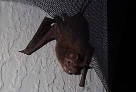 Image result for Bat Bite