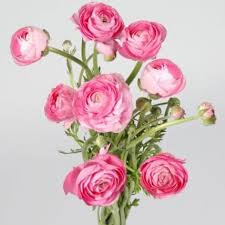 Since 2003, we been shipping flowers to brides, florist, event planners and hotels across the united states. Pink Ranunculus 100 Stems J R Roses Wholesale Flowers