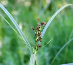 Image result for Cyperus longus