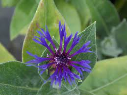 Centaurea Montana Centurea Flower Garden Plants Planting Flowers Plants