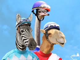 Wagers on camel, ostrich and zebra races aren't allowed, but guests can still bet on the horses that will also be racing. You Can Watch The Wildest Animal Races In Grand Prairie This Weekend Metroplex Social