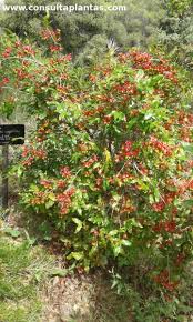 Image result for Ochna arborea