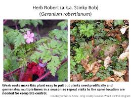 I believe this herb can be a valuable addition for every herb robert is a supreme, therapeutic herb. Invasive Plants And Noxious Weeds Identification And Management