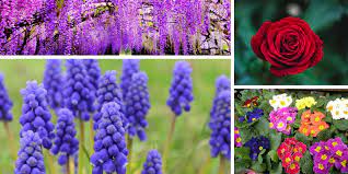 Guide to the 15 best smelling indoor plants (with pictures and care tips) so your home can smell and look wonderful all year round. Pleasant Smelling Flowers The Top 20 According To Experts