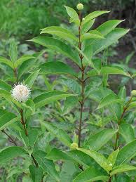 Image result for Cephalanthus