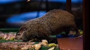 Place the trap 5 to 10 feet from the entrance of their burrow. How To Get Rid Of Woodchucks