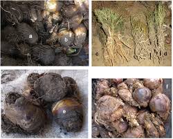 Image result for Callilepis laureola