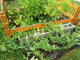 We did not find results for: How To Plant A Quick And Easy Garden In Bags Of Soil Without Digging Dengarden