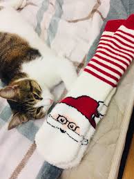 Cihangir Beyoglu Istanbul Kedileri Kedi Kopek Cats