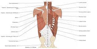 The muscles of the thoracic area lie deep to the overview of the back muscles: Anatomy Of The Spine And Back